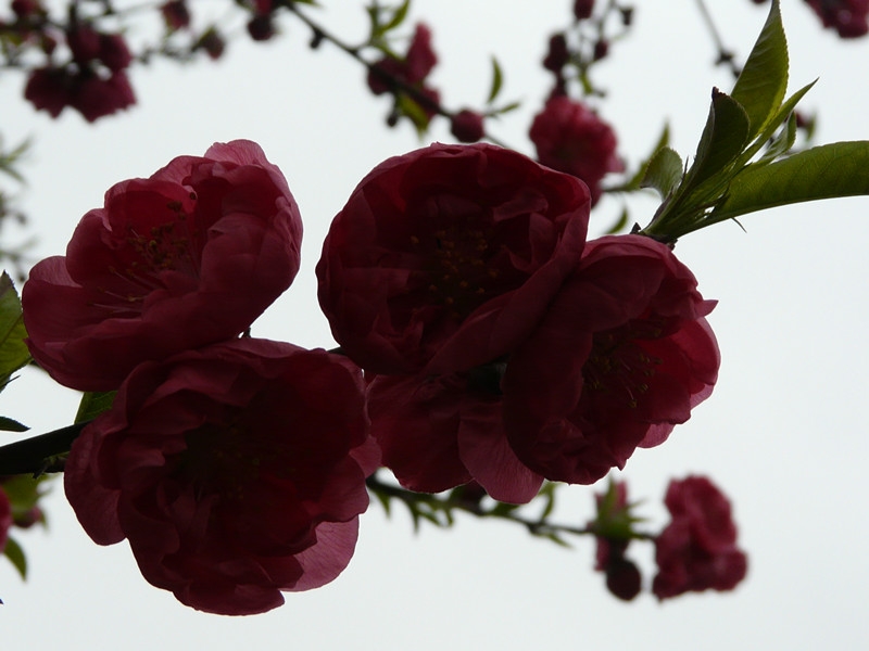 111841a825g6568cn66gnc.jpg